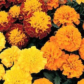 Tagetes patula 'Boy O Boy Mixed' / 'Bonita'