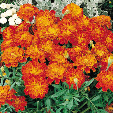Tagetes patula 'Carmen' / 'Bolero' / 'Red Cherry'