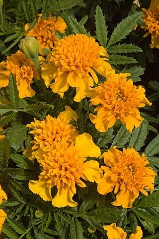 Tagetes patula 'Chasca'