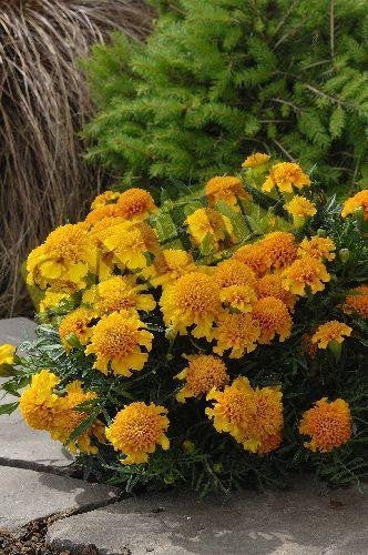 Tagetes patula 'Chasca'