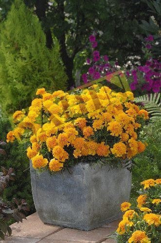 Tagetes patula 'Chasca'
