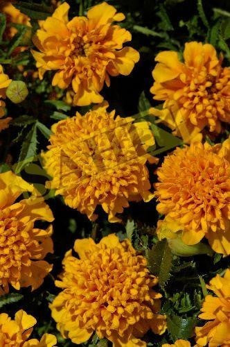 Tagetes patula 'Chasca'