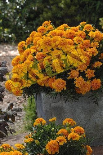 Tagetes patula 'Chasca'