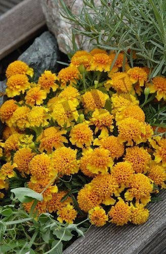 Tagetes patula 'Chasca'