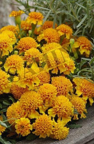 Tagetes patula 'Chasca'