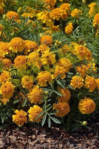 Tagetes patula 'Chasca'