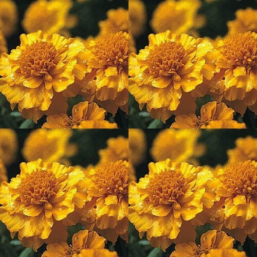 Tagetes patula 'Golden Boy' / 'Petite Gold'