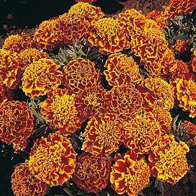 Tagetes patula 'Honeycomb'