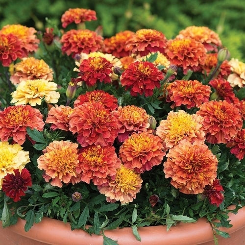 Tagetes patula 'Strawberry Blonde'