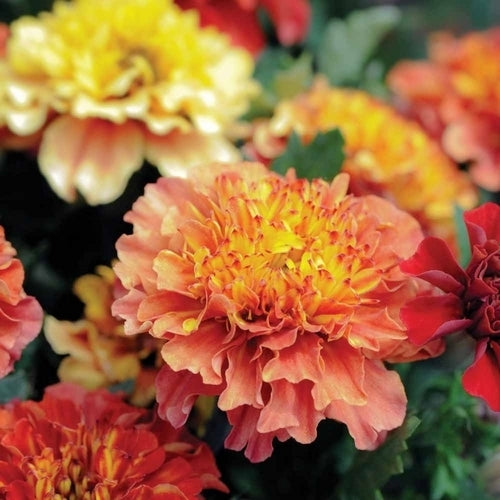 Tagetes patula 'Strawberry Blonde'