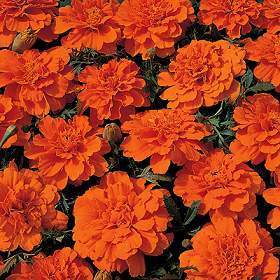 Tagetes patula 'Tangerine'