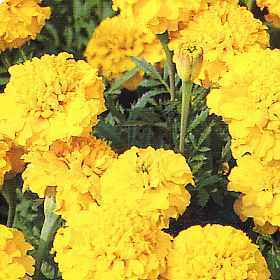 Tagetes patula 'Yellow Boy' / 'Petite Yellow'
