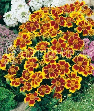 Tagetes patula 'Disco Flame' / 'Pygmy Golden Yellow With Blo'