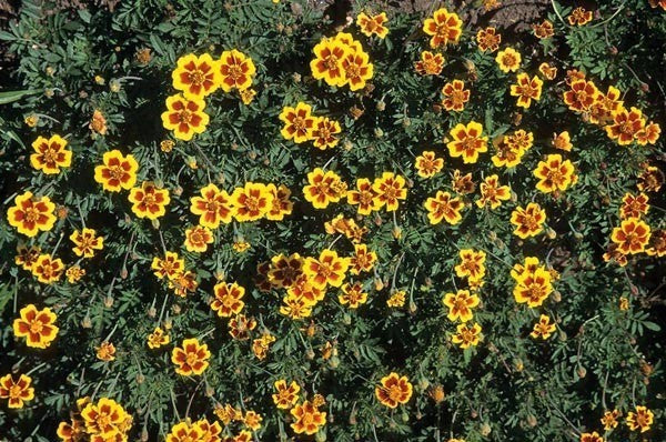 Tagetes patula 'Disco Flame' / 'Pygmy Golden Yellow With Blo'