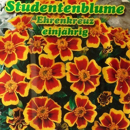 Tagetes patula 'Ehrenkreuz' / 'Legion of Honour'