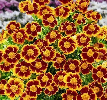 Tagetes patula 'Ehrenkreuz' / 'Legion of Honour'
