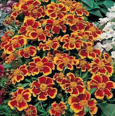 Tagetes patula 'Ehrenkreuz' / 'Legion of Honour'
