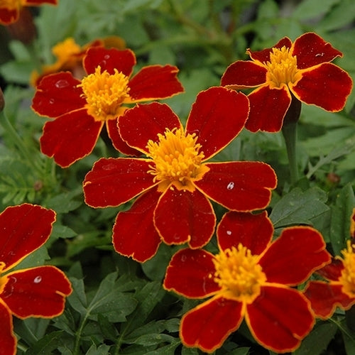 Tagetes patula 'Favorite Red'