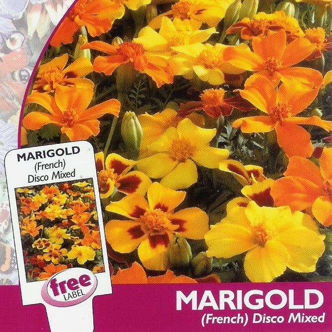 Tagetes patula 'Favourite Mixed' / 'Disco Mixed'
