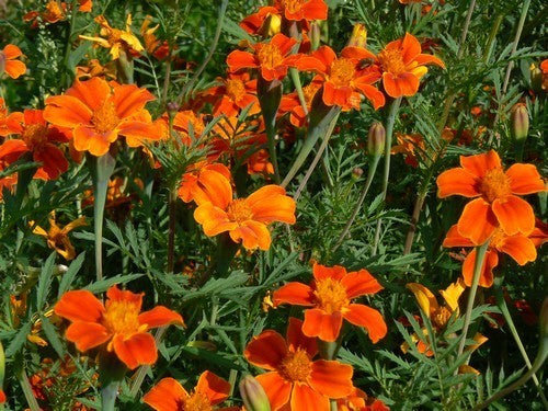 Tagetes patula 'Favourite Mixed' / 'Disco Mixed'