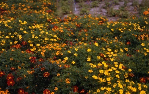 Tagetes patula 'Favourite Mixed' / 'Disco Mixed'