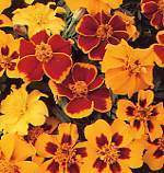 Tagetes patula 'Favourite Mixed' / 'Disco Mixed'