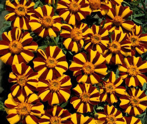 Tagetes patula 'Jolly Jester' / 'Court Jester'