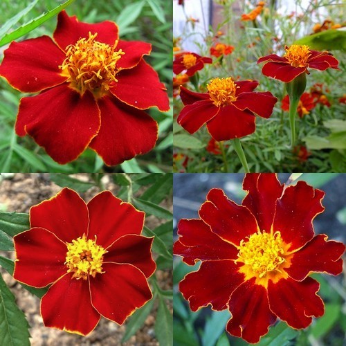 Tagetes patula 'Linnaeus'