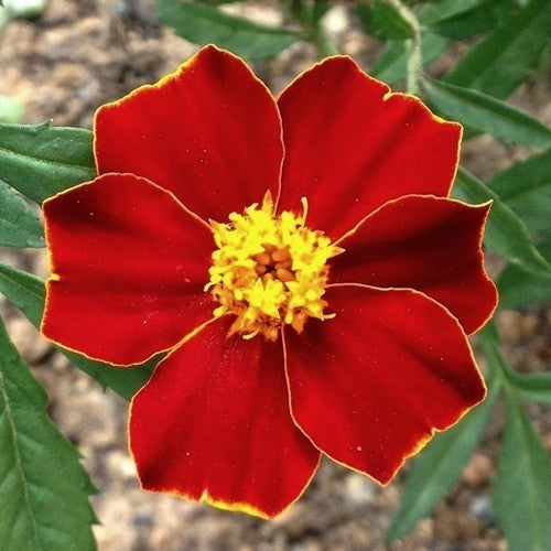 Tagetes patula 'Linnaeus'