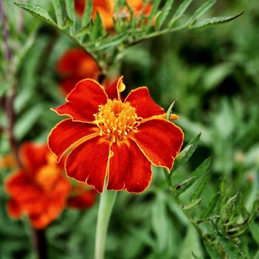 Tagetes patula 'Linnaeus'