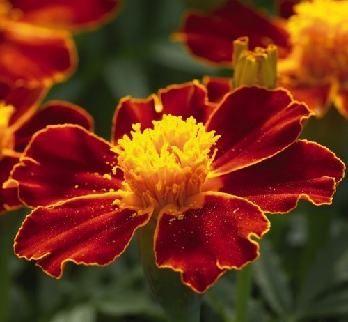 Tagetes patula 'Linnaeus'