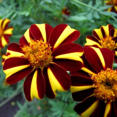 Tagetes patula 'Mr. Majestic' / 'Dandy Stripes'
