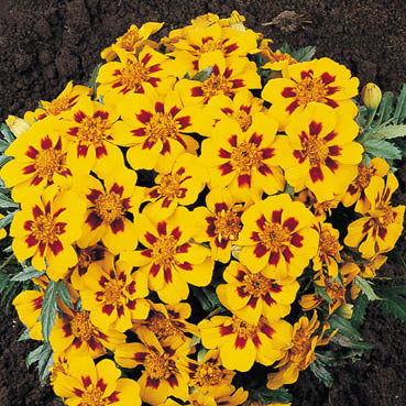 Tagetes patula 'Naughty Marietta'