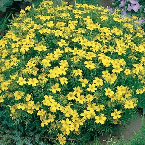Tagetes tenuifolia 'Lemon Gem'