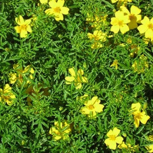 Tagetes tenuifolia 'Lemon Gem'