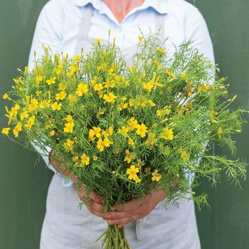 Tagetes tenuifolia 'Lemon Gem'
