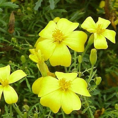 Tagetes tenuifolia 'Lemon Gem'