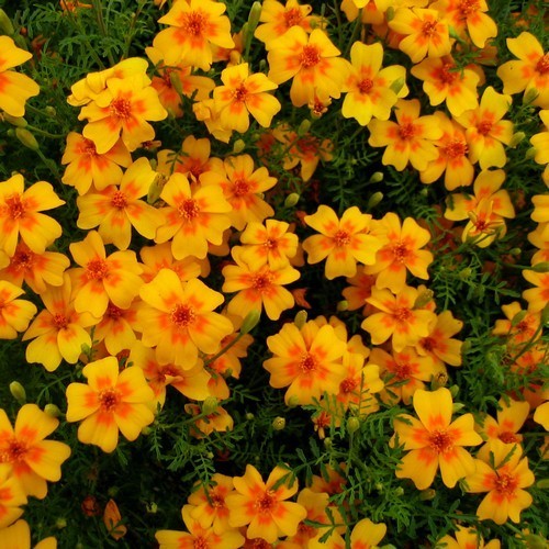 Tagetes tenuifolia 'Orange Gem'