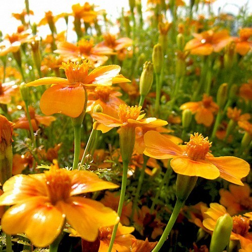 Tagetes tenuifolia 'Orange Gem'