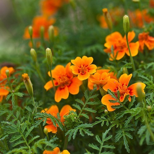 Tagetes tenuifolia 'Orange Gem'
