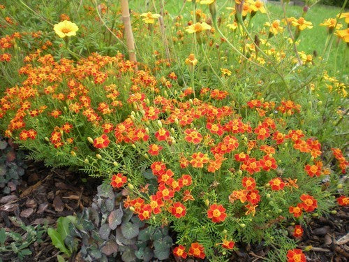 Tagetes tenuifolia 'Paprika' / 'Red Gem'