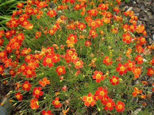 Tagetes tenuifolia 'Paprika' / 'Red Gem'