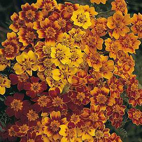 Tagetes tenuifolia 'Starfire Mixed'