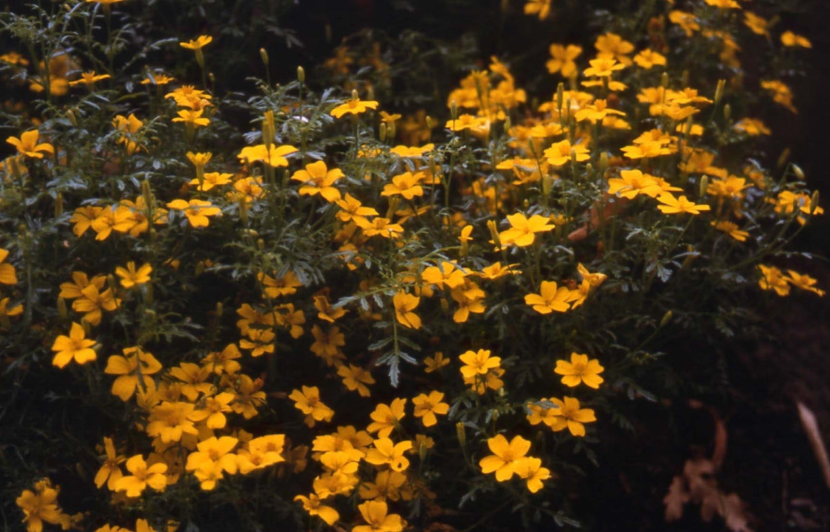 Tagetes tenuifolia 'Ursula' / 'Golden Gem'