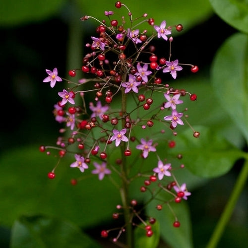 Talinum paniculatum