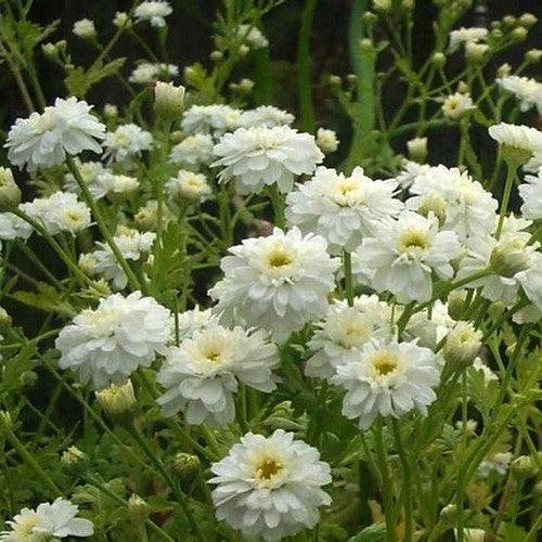Tanacetum parthenium 'Double Flowered' / 'Snowball'