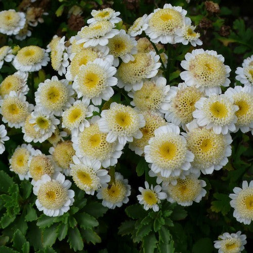 Tanacetum parthenium 'Double Flowered' / 'Snowball'