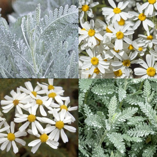 Tanacetum ptarmiciflorum 'Silver Lace'