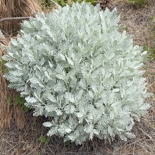 Tanacetum ptarmiciflorum 'Silver Lace'