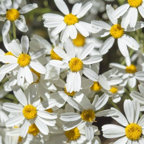 Tanacetum ptarmiciflorum 'Silver Lace'